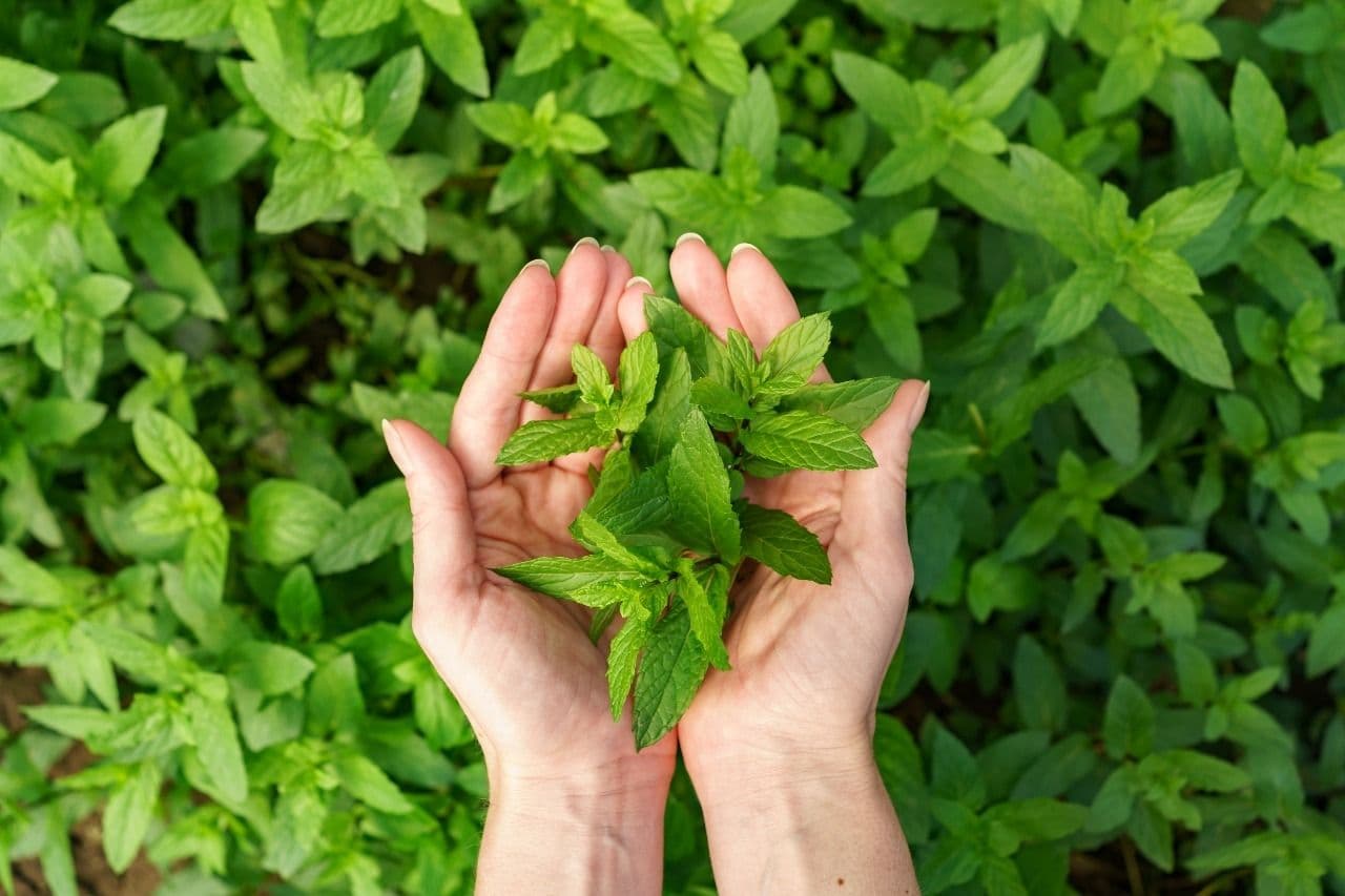 TULSI AMLA