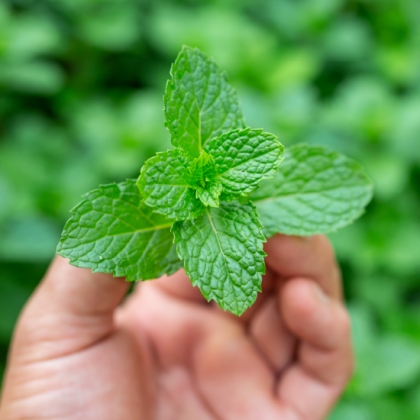 Mint Flavours | Mint Products  - Norex Flavours 