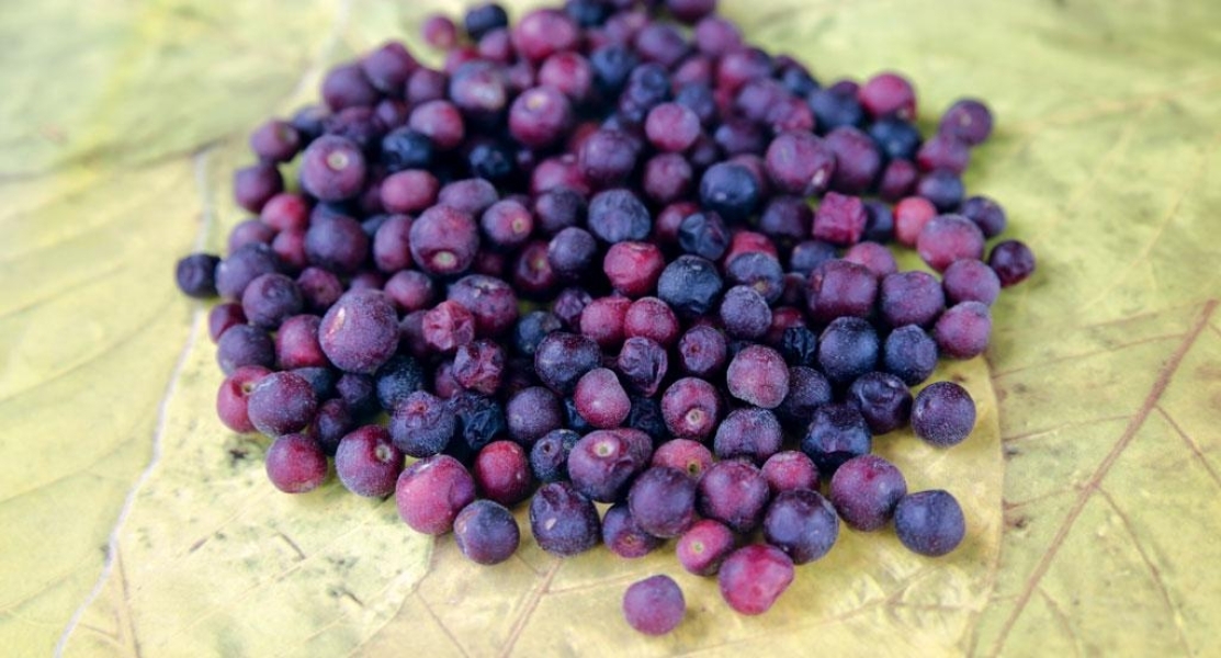 PHALSA FLV