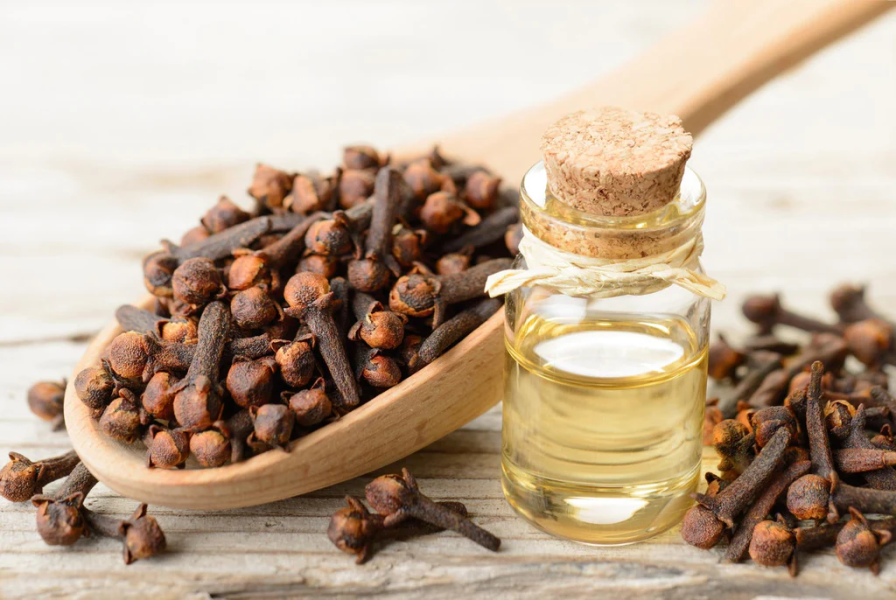 Clove Oil Manufacturers and Bulk Suppliers