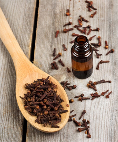 Clove Oil Manufacturers and Bulk Suppliers