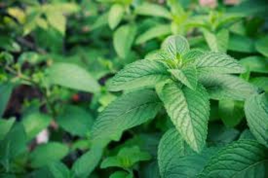 Mentha Citrata Oil (Bergamot Mint)